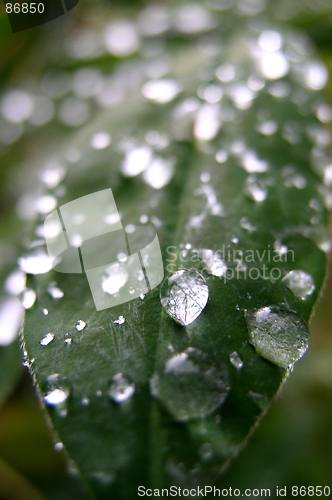 Image of Drops on Leaf