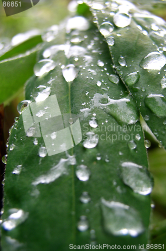 Image of Drops on Leaf
