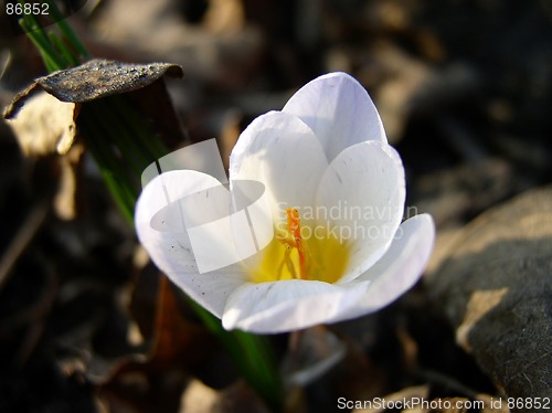 Image of Crocus