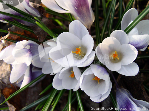 Image of Crocus