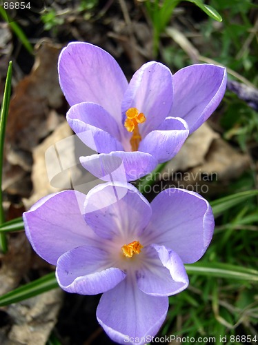 Image of Crocus