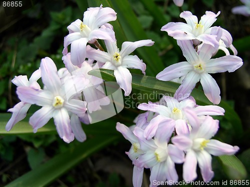 Image of Spring Flowers