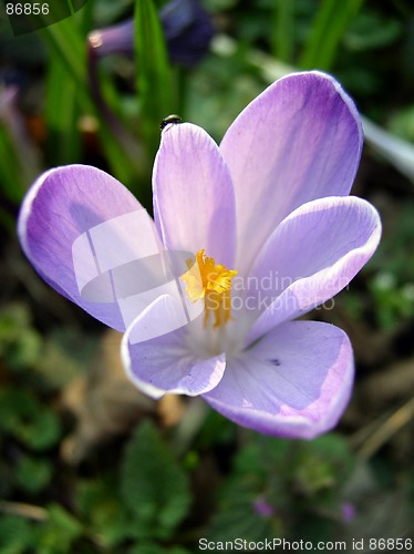 Image of Crocus