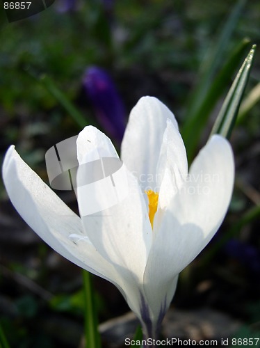 Image of Crocus