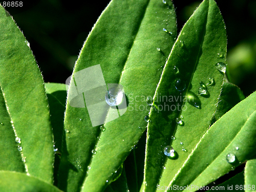 Image of Leaf with Drops of Rain