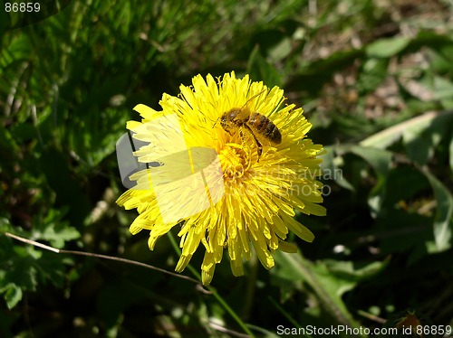 Image of Dandelion