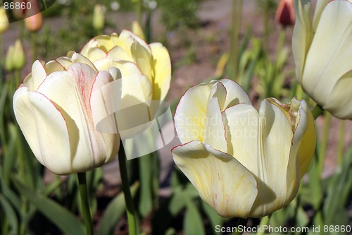 Image of Tulips