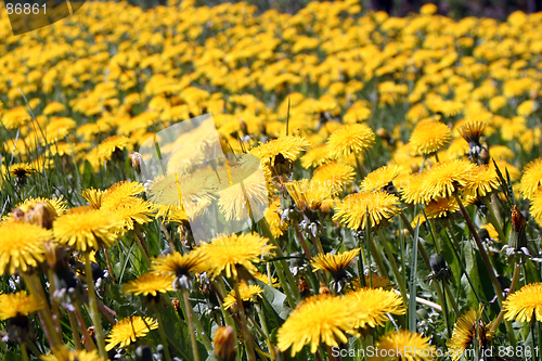 Image of Dandelion Field