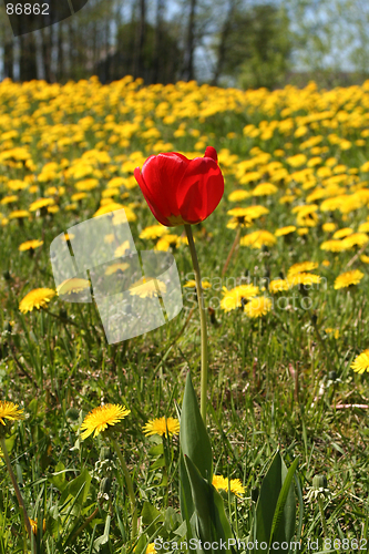 Image of Red Tulip among Dandelions