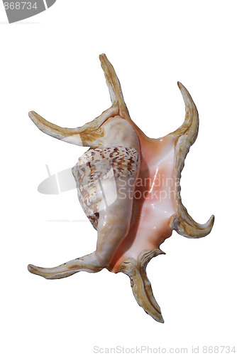 Image of conch close up