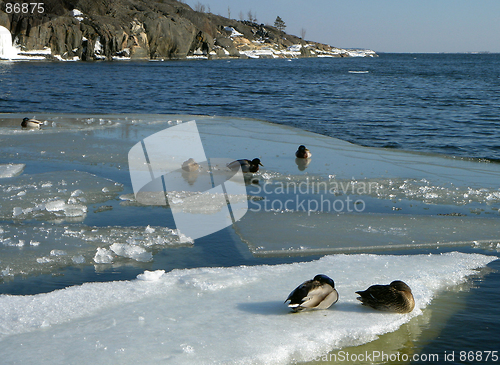 Image of Ducks on an ice floe