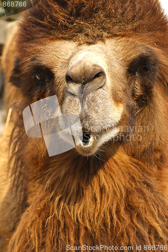 Image of camel