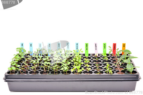 Image of Gardening, young plants in a flat.