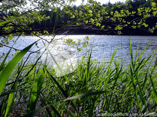 Image of Forest lake in the summer