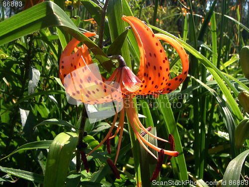 Image of Tigress Lily