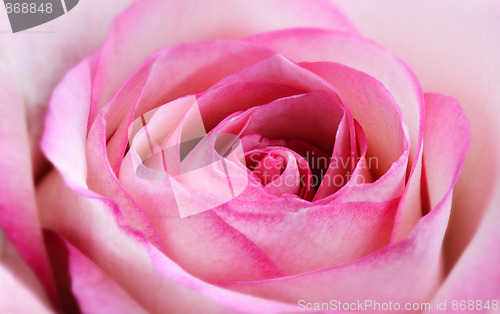 Image of Rose blossom