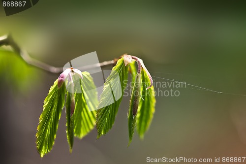 Image of Spring Leaves