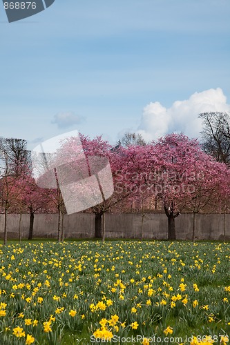 Image of Cherry Blossoms