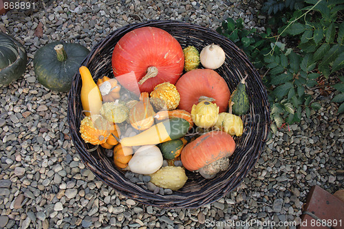 Image of pumpkins collection