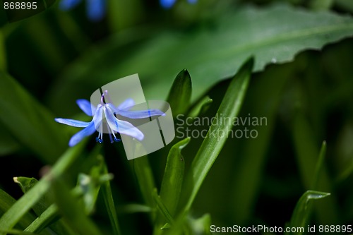 Image of Spring Flowers