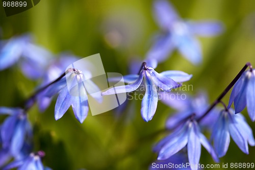 Image of Spring Flowers