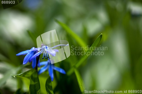 Image of Spring Flowers