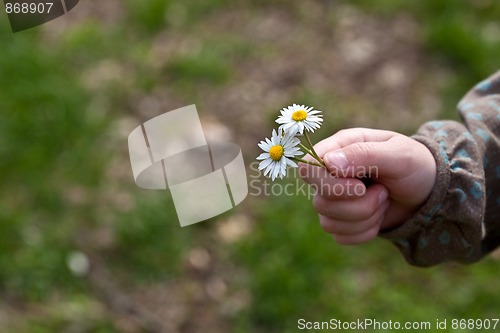 Image of Child with daisy flower