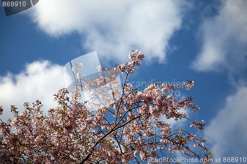 Image of Cherry Blossoms