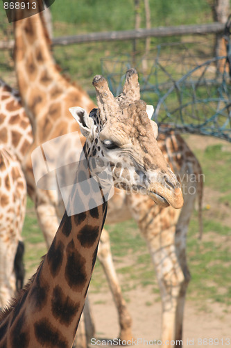 Image of girafe head