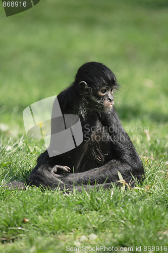 Image of black lemur monkey