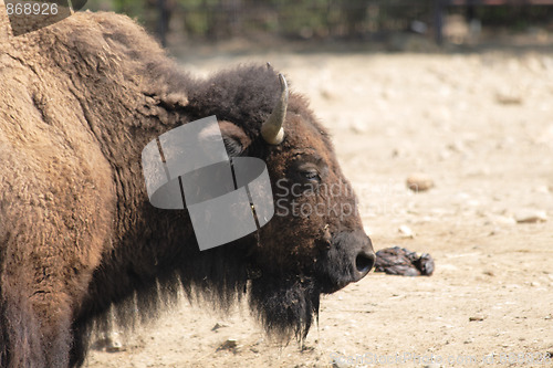 Image of bison