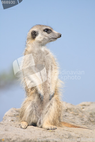 Image of suricata