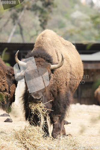 Image of bison