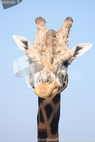 Image of giraffe head