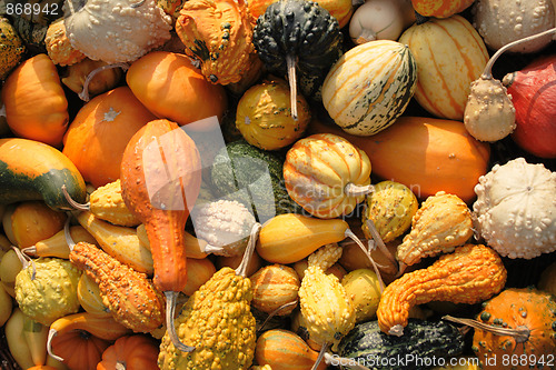 Image of pumpkins collection