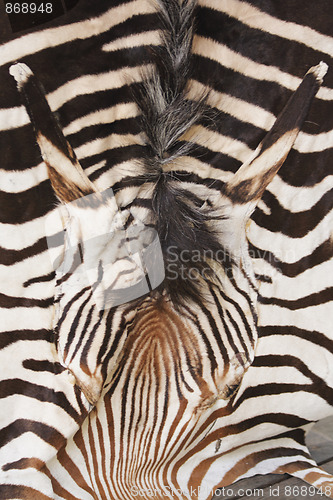 Image of zebra texture