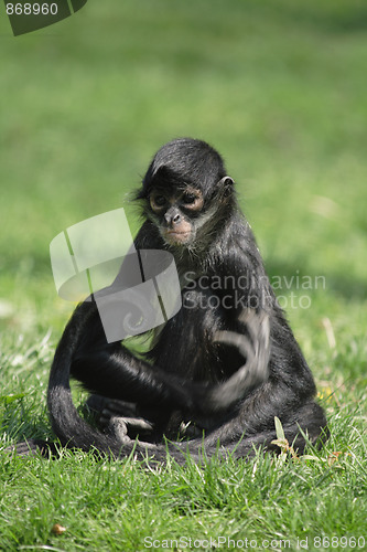 Image of black lemur monkey