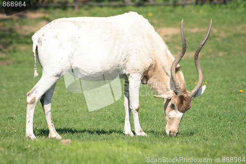 Image of antelope