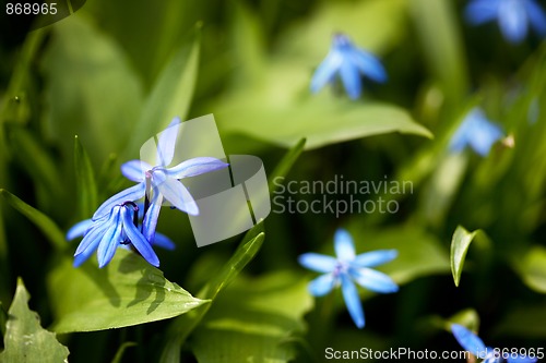 Image of Spring Flowers