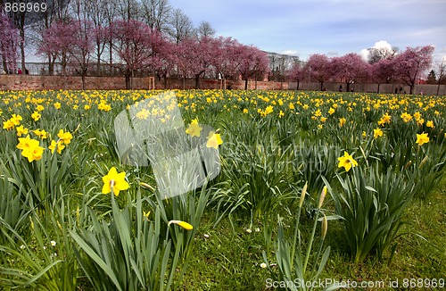 Image of Spring Flowers