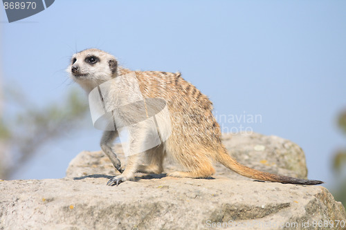 Image of suricata