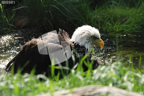 Image of eagle