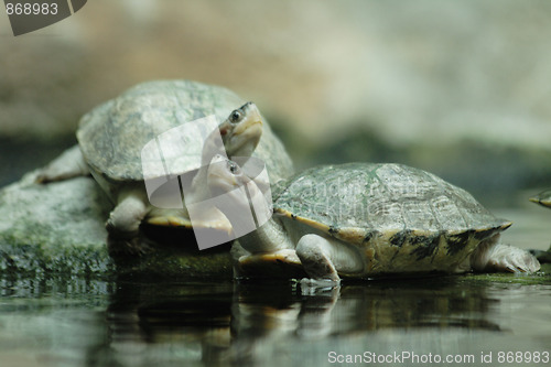 Image of turtles