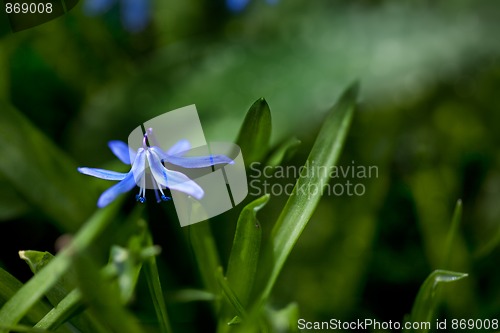 Image of Spring Flowers