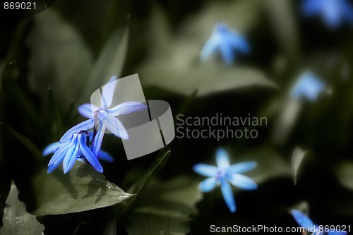 Image of Spring Flowers