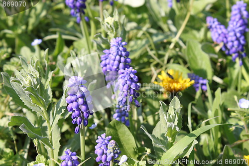 Image of blue flowers