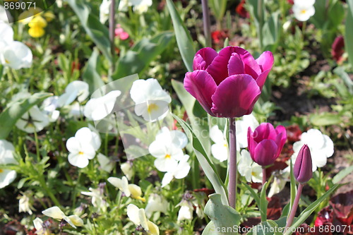 Image of pink tulips