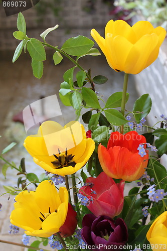 Image of tulips