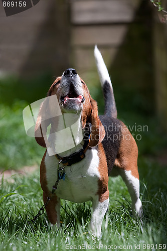 Image of Beagle Dog Barking