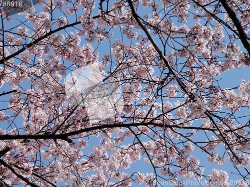 Image of Flowers Net